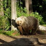 Brown bear